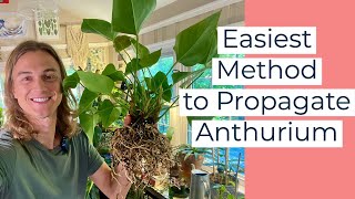 ANTHURIUM  How to Propagate Anthurium Plants amp Care [upl. by Enerual]