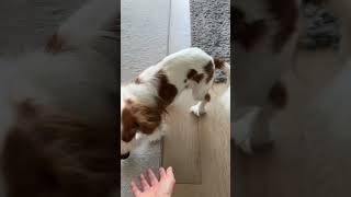 Playful Cavalier King Charles spaniel puppy [upl. by Celina]