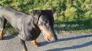 Vom Budenhocker zum Wiesenrocker  Dobermann [upl. by Hanforrd]