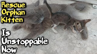 Rescue Irphan Kitten Is Unstoppable And Crazy Among All [upl. by Yauqaj]