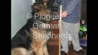 Large German Shepherds  Large German Shepherd breeder in PA [upl. by Osanna]