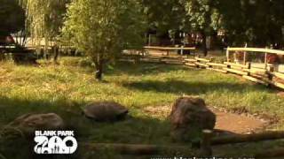 Tortoise at the Blank Park Zoo [upl. by Halliday]