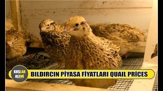 BILDIRCIN PİYASA FİYATLARI NEDİR quail prices [upl. by Eytak212]