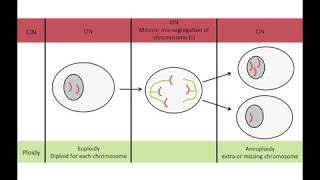 BioEssays CIN and Aneuploidy Different Concepts Different Consequences [upl. by Aihtennek219]