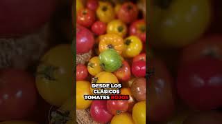 ¡Increíble El secreto para cultivar tomates en casa y obtener cosechas abundantes todo el año 🍅 [upl. by Doowle]