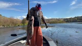 Sacramento River Salmon Carcasses Back in River Nutrients [upl. by Micaela]