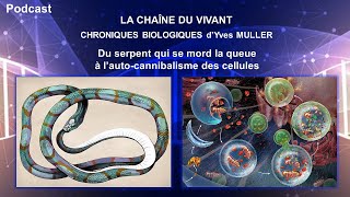 Podcast 3  Du serpent qui se mord la queue à lautocannibalisme des cellules [upl. by Jannel]