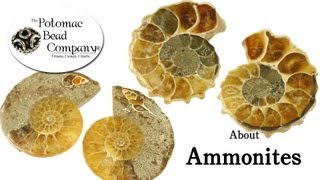 About Ammonites [upl. by Enyale475]