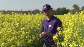 Canola in Kansas [upl. by Einnad]