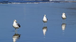 Video Estate Bellissima  Melodia Da Ascoltare In Spiaggia Per Rilassarsi [upl. by Tomasz]