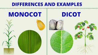 MONOCOT vs DICOT  Differences between Monocotyledon and Dicotyledon with Examples  Science Lesson [upl. by Cristabel765]