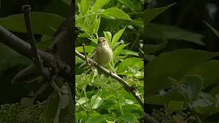 Chiffchaff singing in spring common chiffchaff [upl. by Bedelia329]