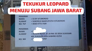 Tekukur Leopard Menuju Subang Jawa Barat tekukurindonesia [upl. by Thane]