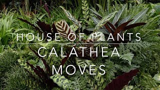 Calathea time lapse [upl. by Ellehcal602]