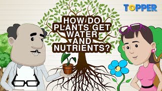 Transportation of Water and Nutrients in Plants  Xylem and Phloem Class 7th Biology [upl. by Adaliah]