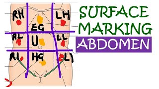 Chp35  Surface Marking of Abdomen and Pelvis  BDC Vol2  Abdomen  BD Chaurasia  Dr Asif Lectures [upl. by Litsyrk]