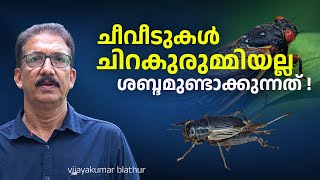 ചീവീടുകളെല്ലാം ചിറകുരുമ്മിയല്ല ഒച്ചയുണ്ടാക്കുന്നത് Crickets  Cicadas making sounds differently [upl. by Stanwin430]