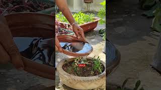 Adenium Plant Care🌱Adenium Seeds How To Grow🔥एडेनियम का पौधा🌰सीड कैसे लगाएंashasgardenstoryshorts [upl. by Rebor]