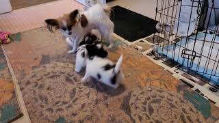 Papillon puppies 6 weeks old [upl. by Teragramyram]