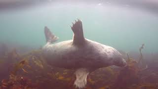 Farne Isles  Diving with Seals [upl. by Laroy]