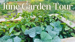 Unedited Garden Tour  June 2024  impromptu garden VLOG [upl. by Asirem587]