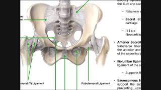 Posterior Sacroiliac SIJ Torsions Counternutated LonR or RonL [upl. by Heins]