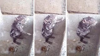 Bizarre Rat Washes Itself Like Human [upl. by Cozmo]