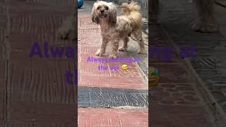 Angry Lhasa apso barking at his Vet 😂 dog pets funnydogs shorts [upl. by Cybill374]