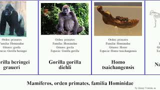 Mamíferos orden primates familia Hominidae mamíferos orden primates familia Hominidaemammal [upl. by Kosse444]