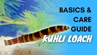 Kuhli Loach Basics And Care Guide [upl. by Cho]