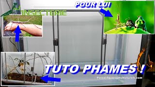 TUTO  terrarium élevage de PHASMES 2 méthodes  sopalin et bio actif  Pascal Aquariums Naturels [upl. by Leibman705]