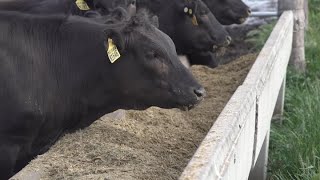 How FullBlood Wagyu Is Cultivated At Mayura Station In Australia [upl. by Nerita511]