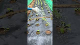 Daily activities Apply liquid fertilizer to vegetables farming rurallife satisfying vegetables [upl. by Sonitnatsnok221]