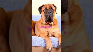 Mollosso presa mayo  new dog breed  I was stunned with this dog dog dogs shortsvideo subscribe [upl. by Yevette]