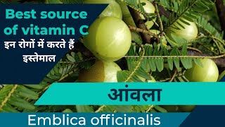 आंवला के आयुर्वेदिक गुणों और प्रयोगों को जाने  आमलकी  Emblica officinalis  Medicinal benefits [upl. by Yeneffit]