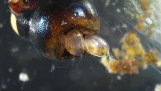 Ostracods  Mating Frenzy Seed Shrimp [upl. by Rosner]