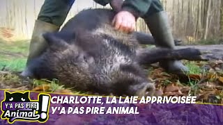 Charlotte le sanglier apprivoisé 🐗  Ya pas pire animal [upl. by Lehcin]