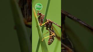 Praying Mantis or Wasp 🤯 science sciencefacts [upl. by Fabiolas458]