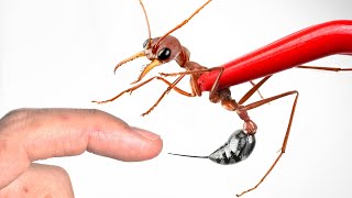 STUNG by a Bulldog Ant [upl. by Symer]