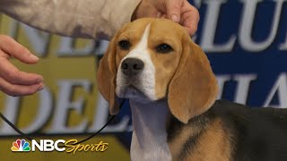 National Dog Show 2023 Hound Group Full Judging  NBC Sports [upl. by Yremrej]