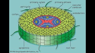 Vascular Cambium  Angiosperms [upl. by Warring406]