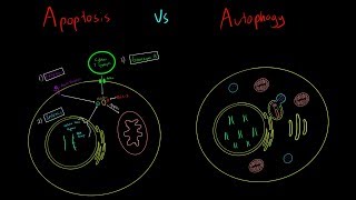 Apoptosis vs Autophagy EVERYTHING YOU NEED TO KNOW CELLULAR BIOLOGY MCAT [upl. by Rhine389]