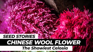 SEED STORIES  Chinese Wool Flower The Showiest Celosia [upl. by Riay]