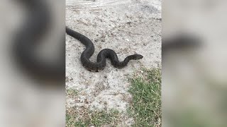 Snakes sightings in Refugio county as the temperatures drops [upl. by Henson]