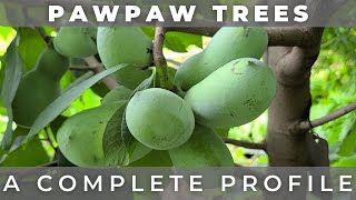 The Pawpaw Tree  A Complete Profile [upl. by Nnazus444]