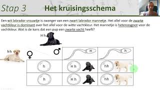 Biologie  Kruisingsschemas maken en gebruiken  Erfelijkheid 2 [upl. by Arannahs]