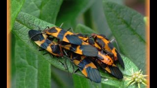 Milkweed Bugs [upl. by Dorfman390]