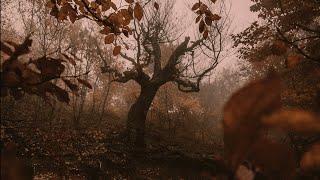 a playlist for living in an eternal autumn [upl. by Hurleigh47]