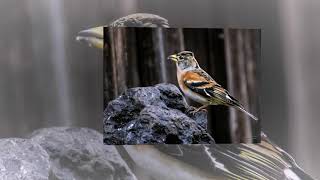 Brambling Fringilla montifringilla song [upl. by Harehs]