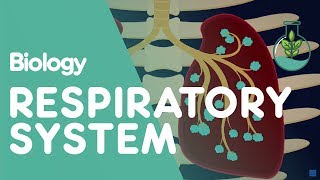 Respiratory System  Introduction  Physiology  Biology  FuseSchool [upl. by Shana]